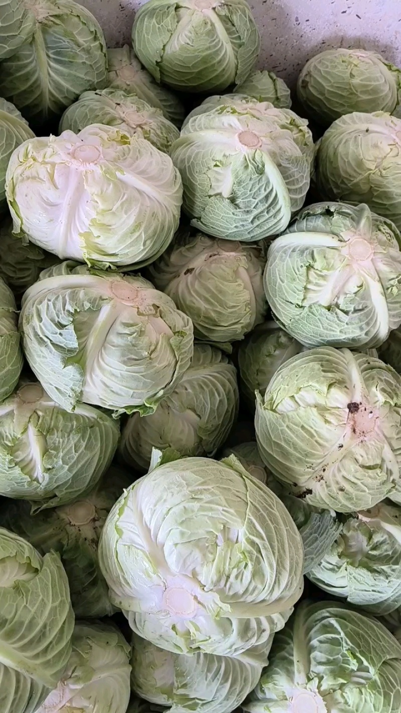 包菜正在装车中…叶片嫩绿，个头适中，大量有货…