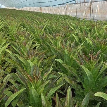 【莴笋】尖叶莴笋自家种植货量充足欢迎电话来电