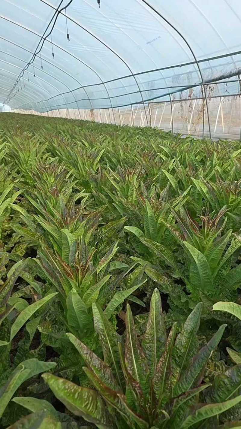 【莴笋】尖叶莴笋自家种植货量充足欢迎电话来电