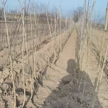 甜口黄山楂苗，新品种现挖现卖当年结果