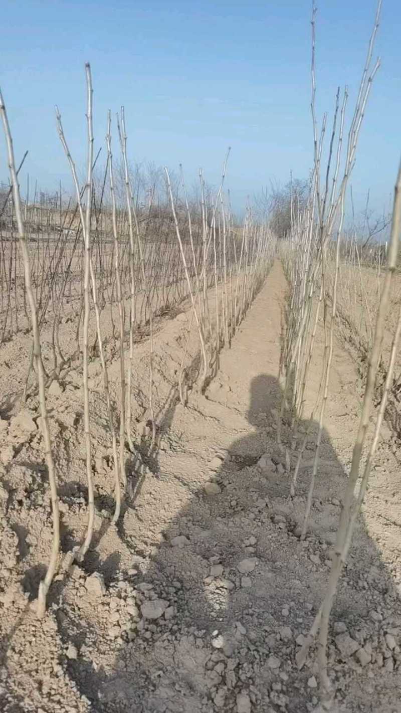 甜口黄山楂苗，新品种现挖现卖当年结果