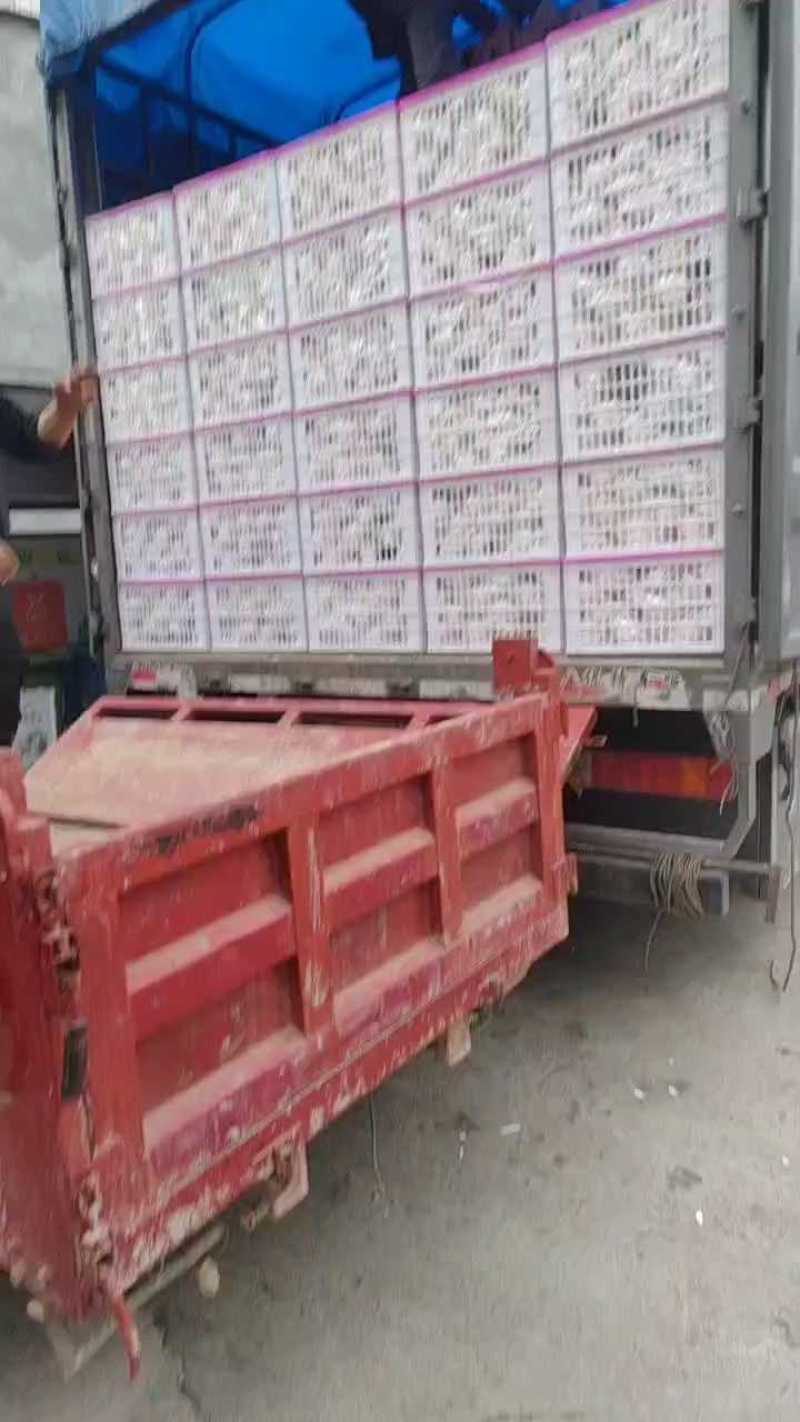 耙耙柑（春见柑桔）大量现货供应，可视频看货发全国