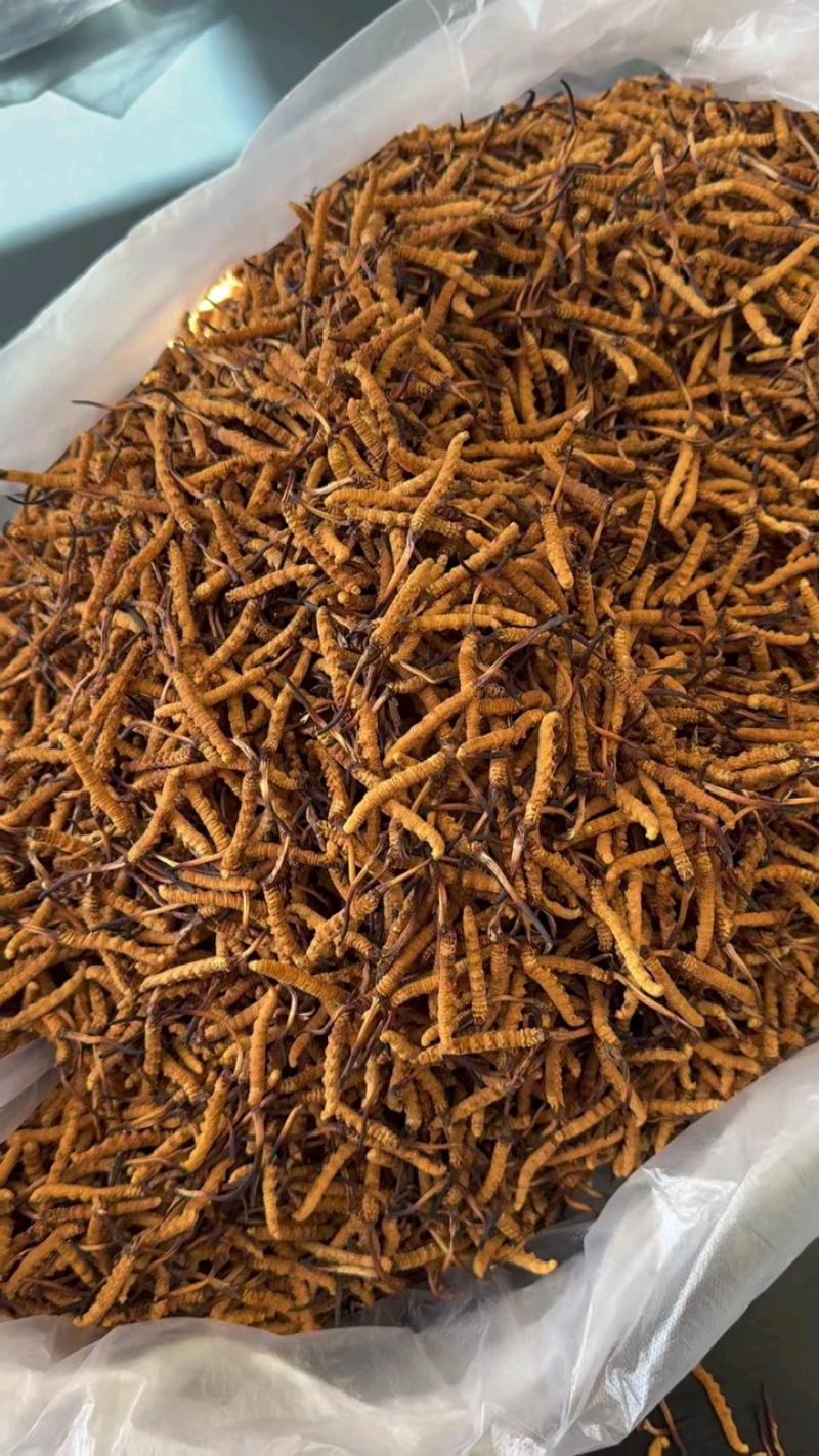 2000条小黄牙，颜色一色黄，真漂亮！
