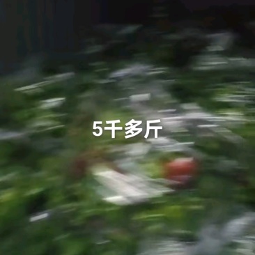 山东商河青椒小青椒大量上市产地直发欢迎老板们前来选购