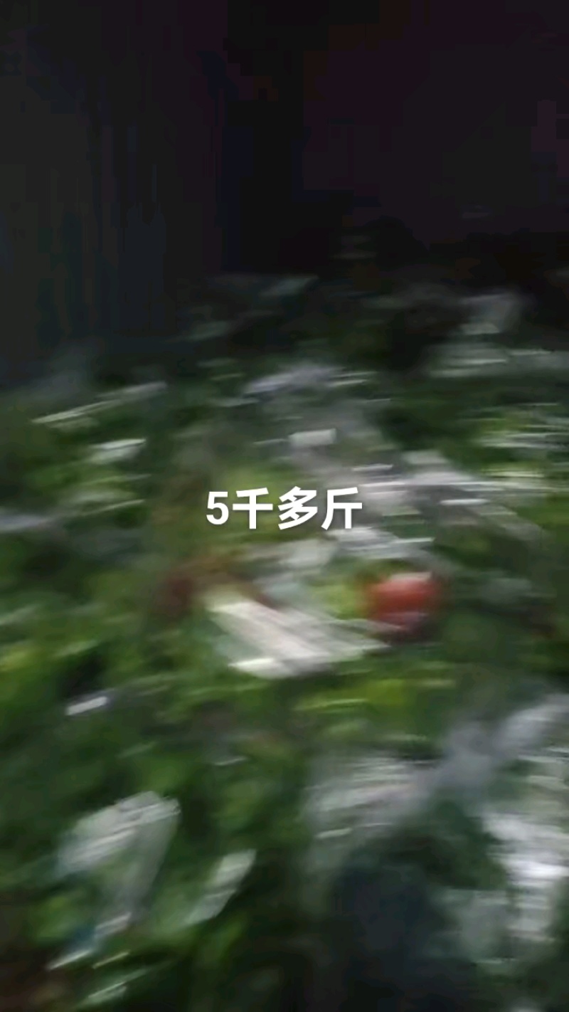 山东商河青椒小青椒大量上市产地直发欢迎老板们前来选购