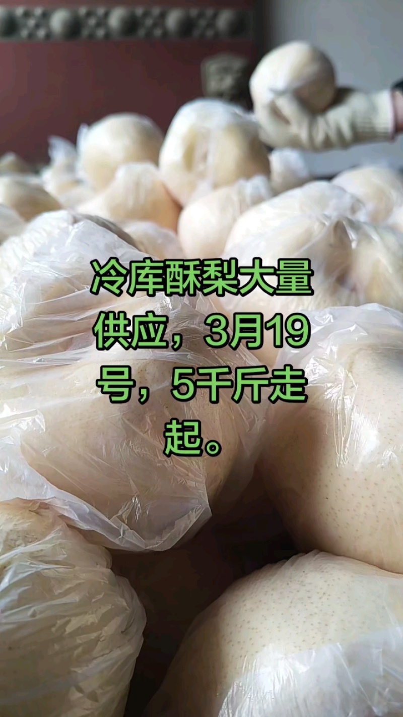 礼泉酥梨，大量现货供应，规格齐全，价格可谈，欢迎电联