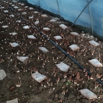 头茬羊肚菌，小肚未长成，4月初上市