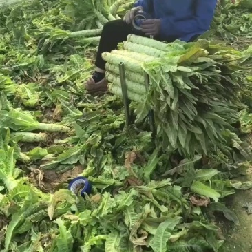 莴苣红叶莴苣青皮青肉无花无空心产地直供全国代发量大