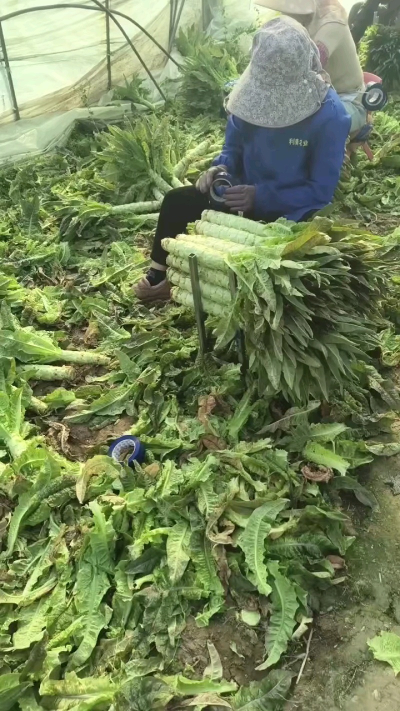 莴苣红叶莴苣青皮青肉无花无空心产地直供全国代发量大