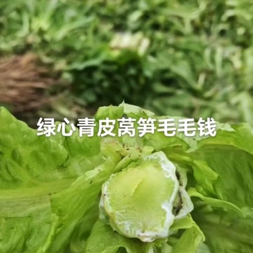 青莴笋，大量上市全国发货，欢迎进店沟通，选购