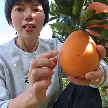 湖北脐橙产地热卖秭归脐橙长虹橙子纽荷尔中华红血橙伦晚脐橙