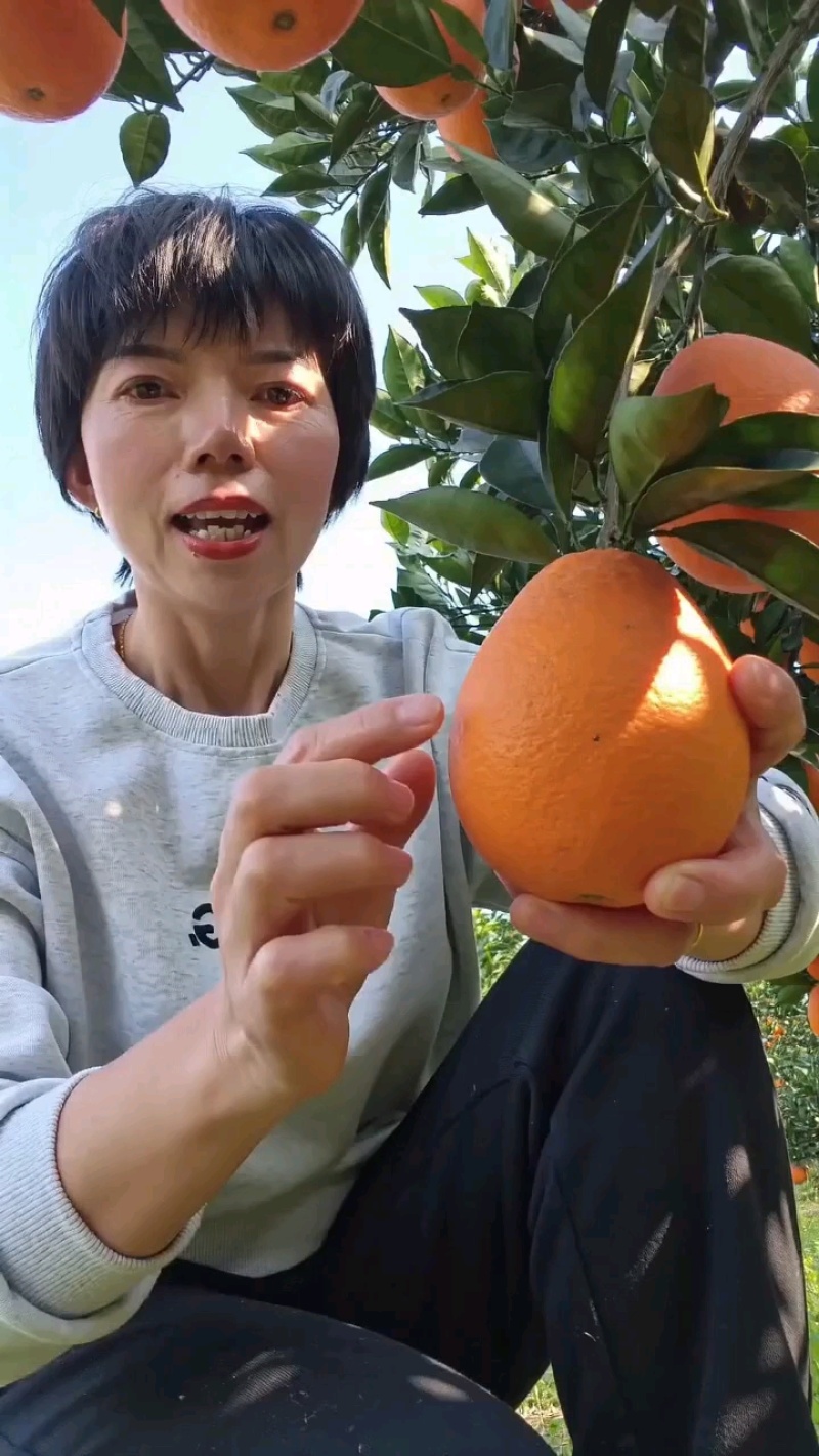 湖北脐橙产地热卖秭归脐橙长虹橙子纽荷尔中华红血橙伦晚脐橙