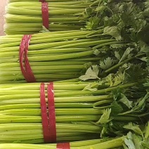 芹菜邯郸皇后芹菜大棚蔬菜一年四级有货有工人可发全国欢迎咨询