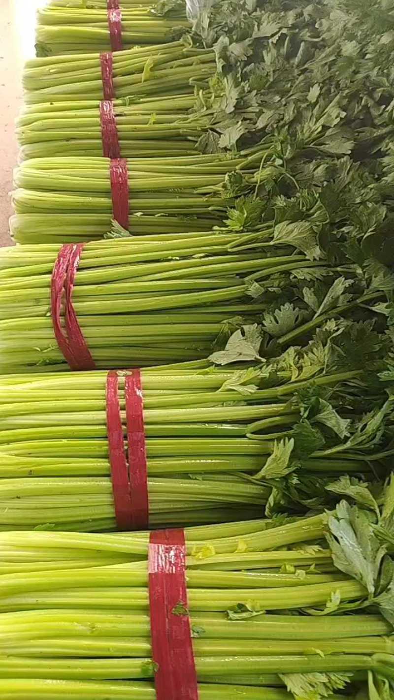 芹菜邯郸皇后芹菜大棚蔬菜一年四级有货有工人可发全国欢迎咨询