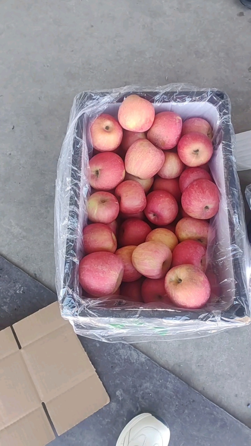 辽宁精品红富士苹果品相好一手货源量大价优，欢迎咨询