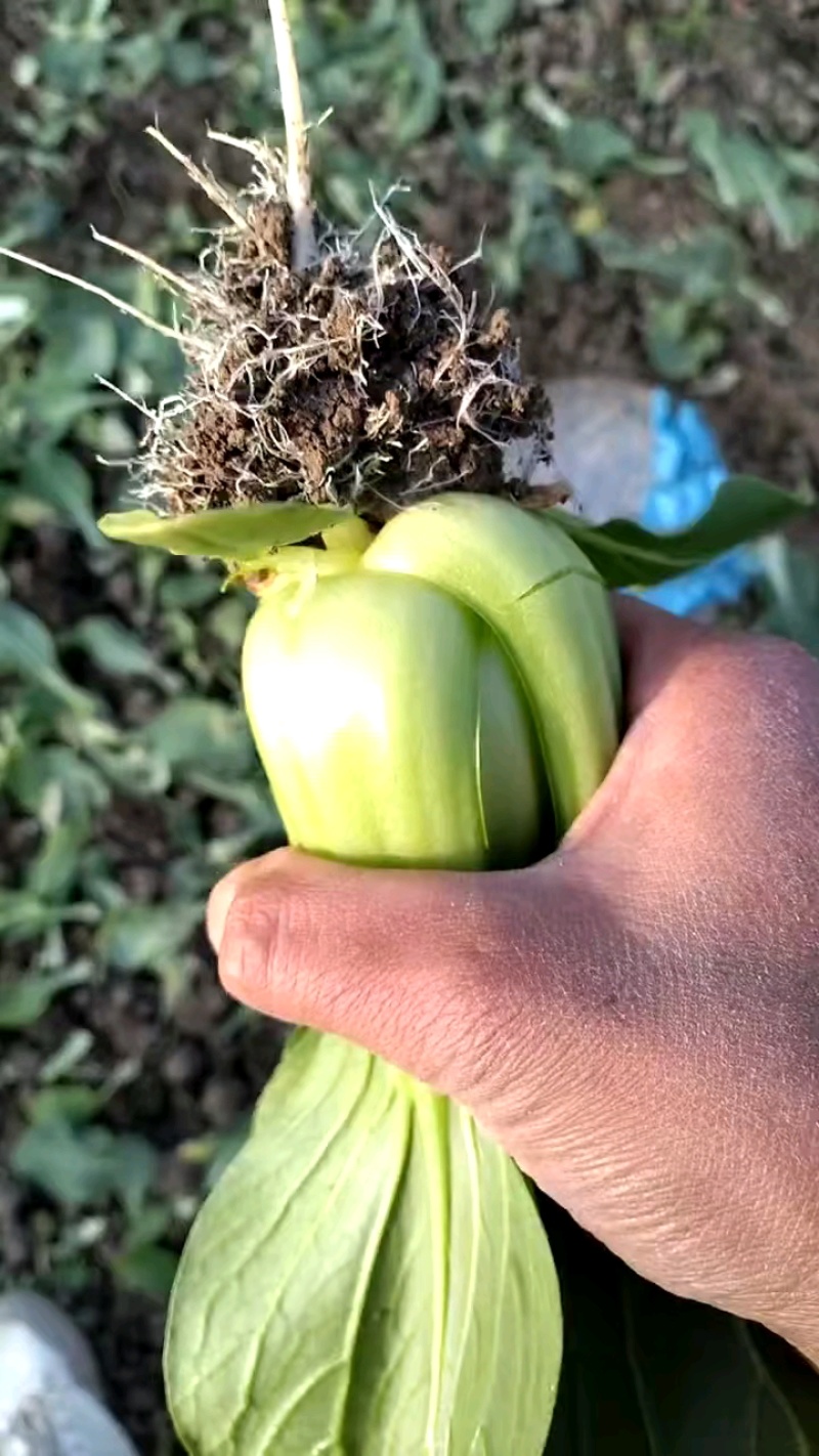 通货上海青