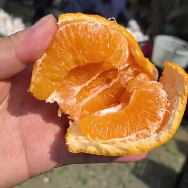 自然成熟耙耙柑