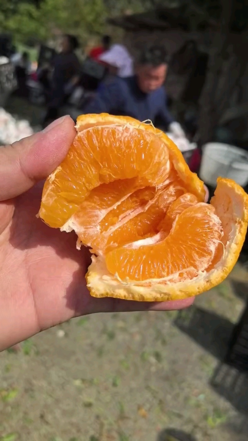 自然成熟耙耙柑