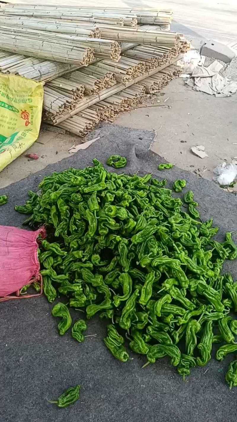 山东鲜辣椒，薄皮椒产地直发可代收代发一条龙服务欢迎订购