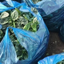 东台精品趴地波菜源头基地对接商超批发市场全国发货