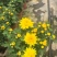 福建漳州菊花盆栽，自家货源/基地直发/量大从优