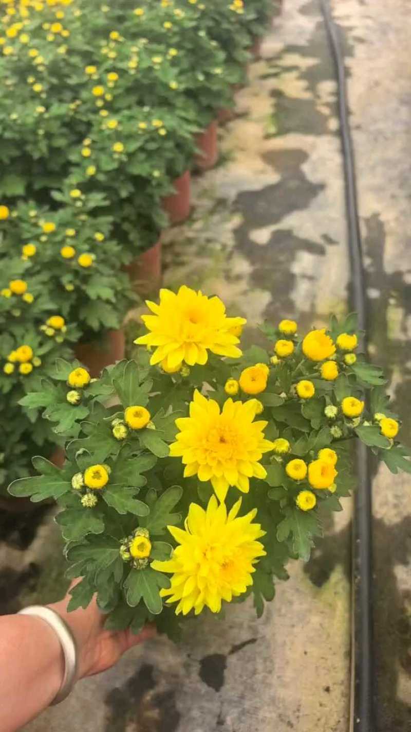 福建漳州菊花盆栽，自家货源/基地直发/量大从优