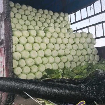 精品黄心大白菜,质量嘎嘎滴!