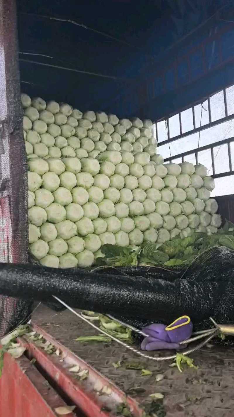 精品黄心大白菜，质量嘎嘎滴！