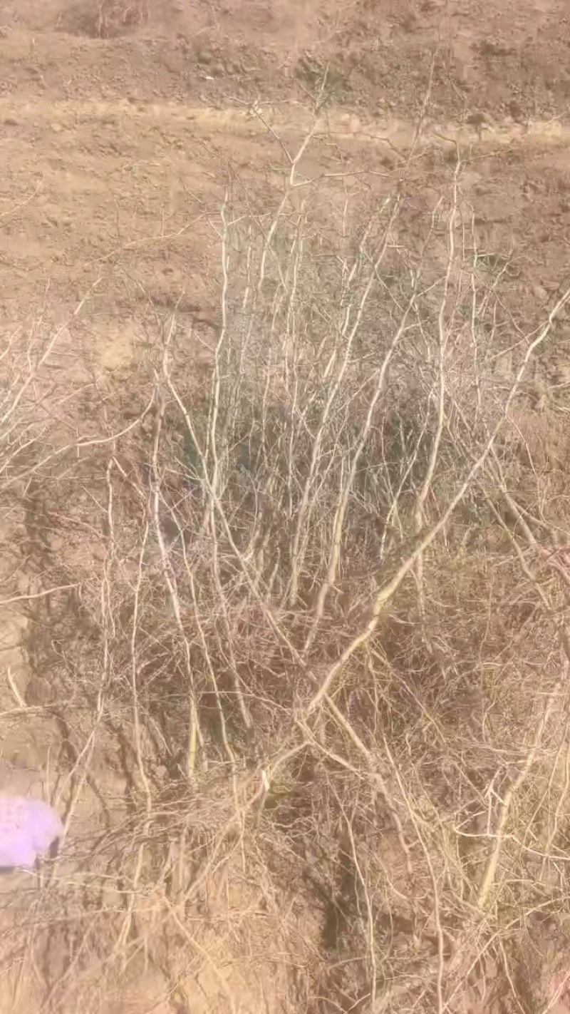 酸枣树苗~药用酸枣树苗量大，价格便宜辽宁枣树苗酸枣苗