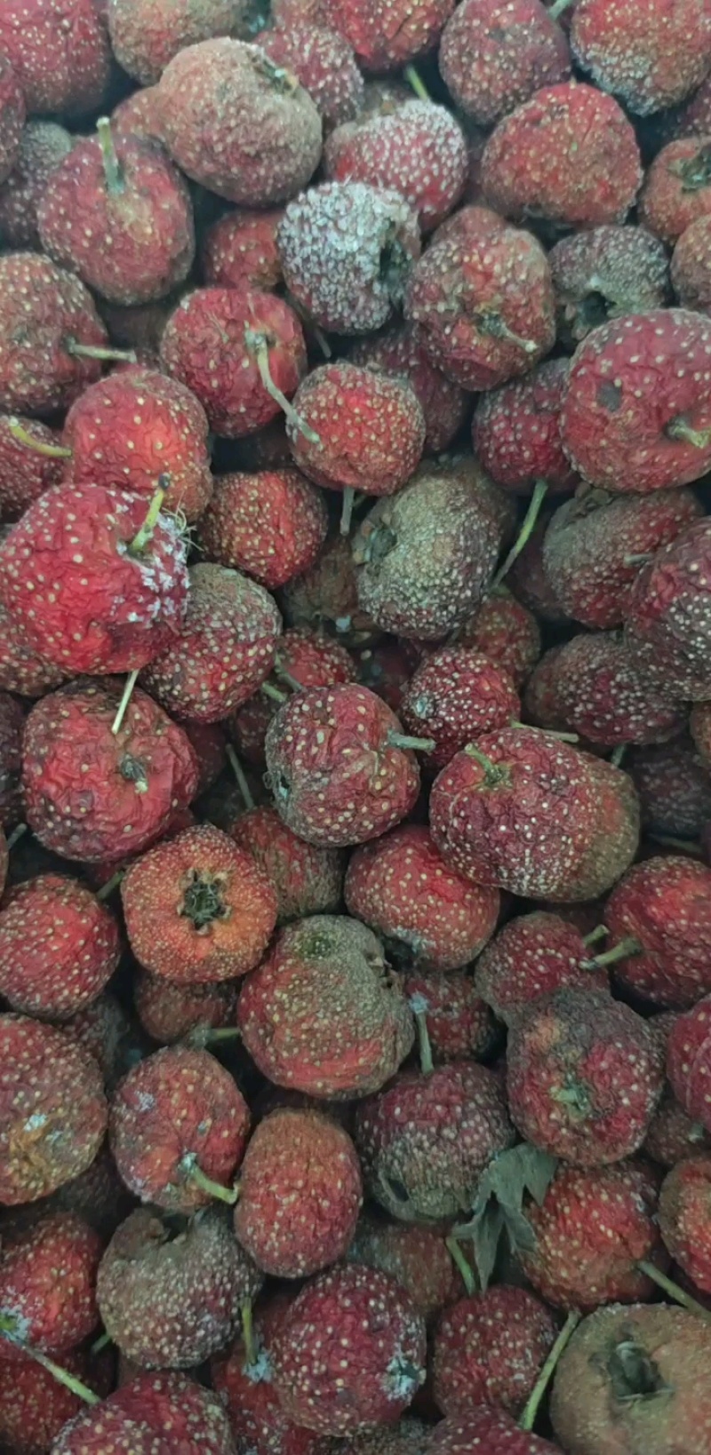 新鲜大金星山楂，颗颗饱满