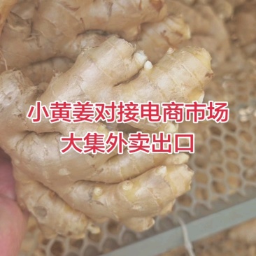 山东优质小黄姜，产地批发，一手货源，保证质量，全国发货