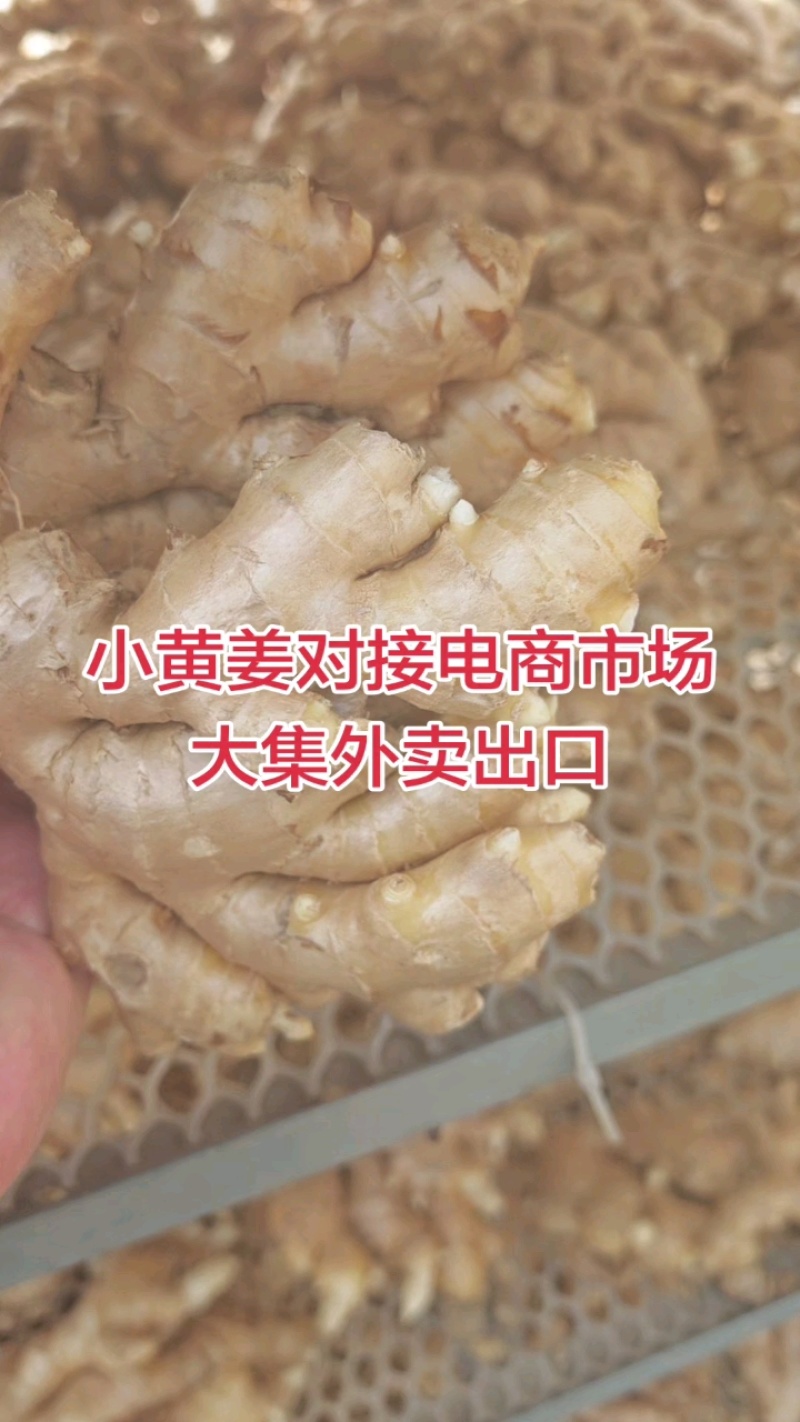 山东优质小黄姜，产地批发，一手货源，保证质量，全国发货