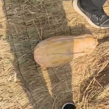 南瓜大量有货，个头大又漂亮！