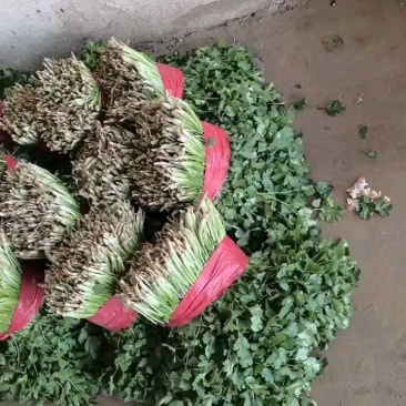 大叶香菜新鲜现采做工精细可发各地市场超市电商