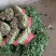 大叶香菜新鲜现采做工精细可发各地市场超市电商