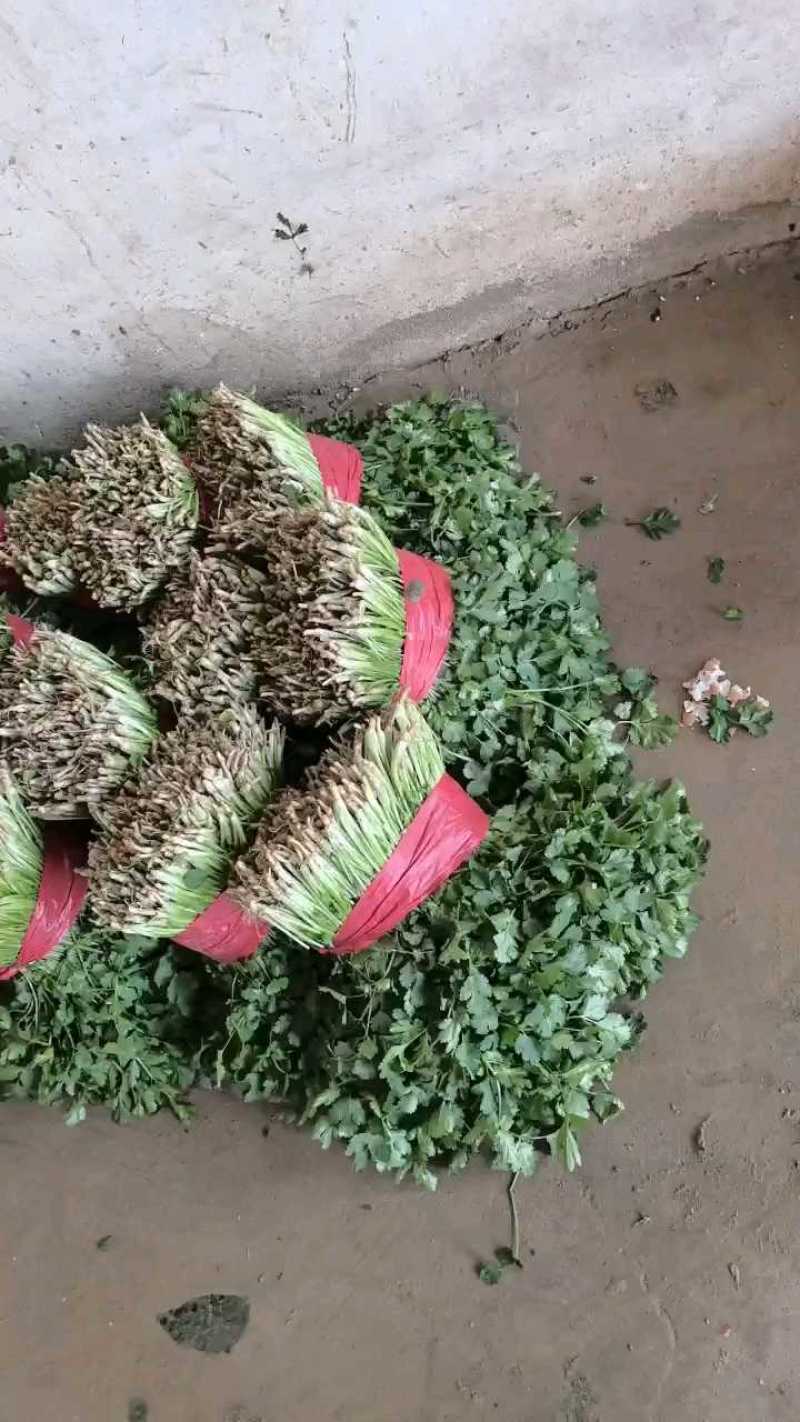 大叶香菜新鲜现采做工精细可发各地市场超市电商