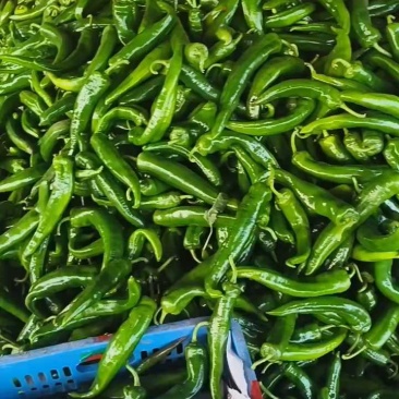 大青椒硬皮，20CM左右，新鲜采摘，不是冷库货