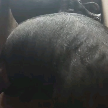 体型大黑猪活猪现发农村散养黑猪一手货源可视频看货