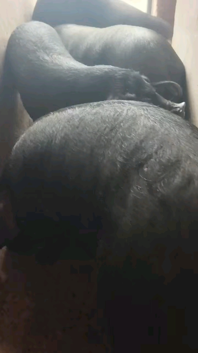 体型大黑猪活猪现发农村散养黑猪一手货源可视频看货