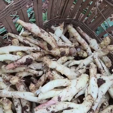 四川子姜新鲜上市价格美丽质量好鲜嫩可口欢迎询价热卖