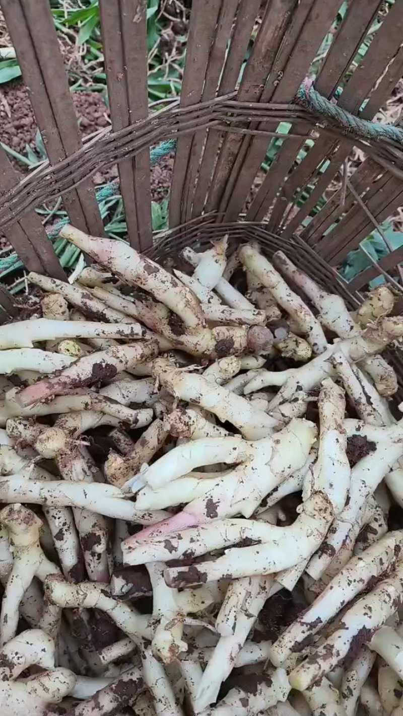 四川子姜新鲜上市价格美丽质量好鲜嫩可口欢迎询价热卖