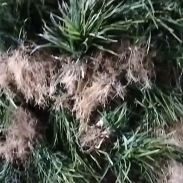 新鲜金边麦冬大量上市