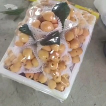 【热销】云南精品黄金琵琶大量上市货源充足