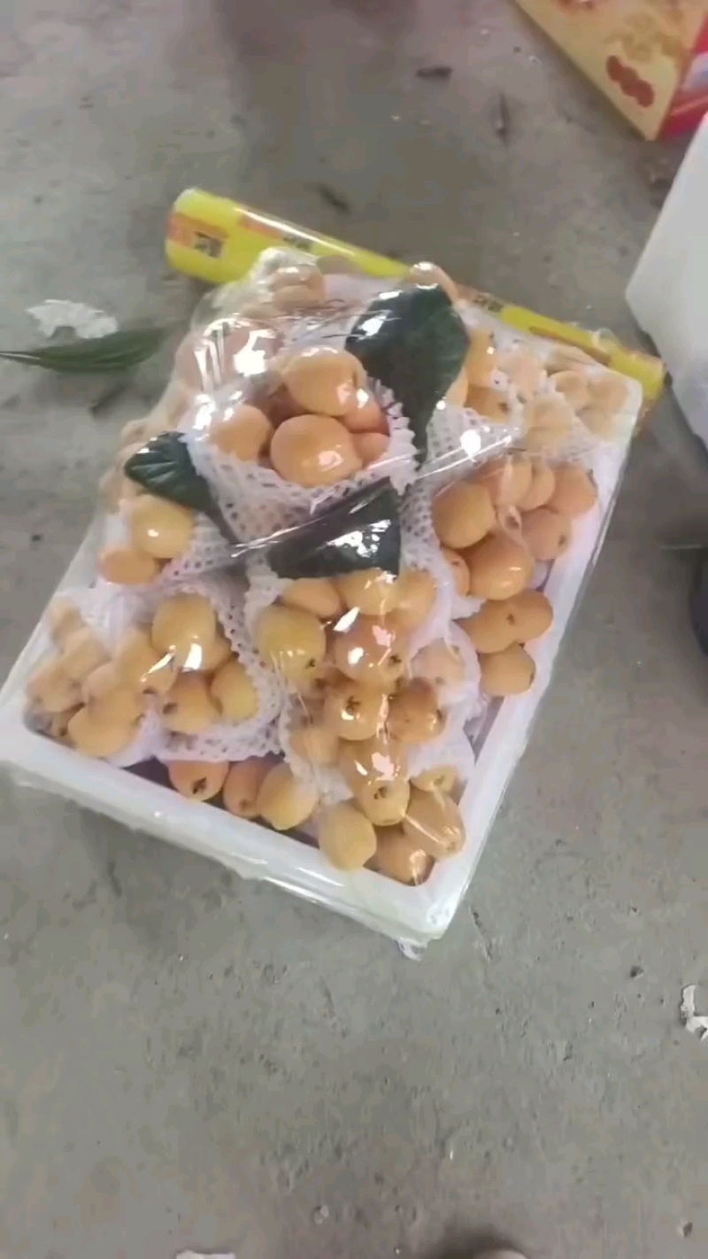 【热销】云南精品黄金琵琶大量上市货源充足