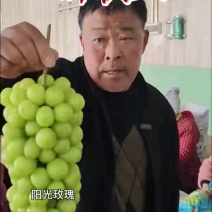 精品阳光玫瑰一手货源全国发货量大价优欢迎随时联系