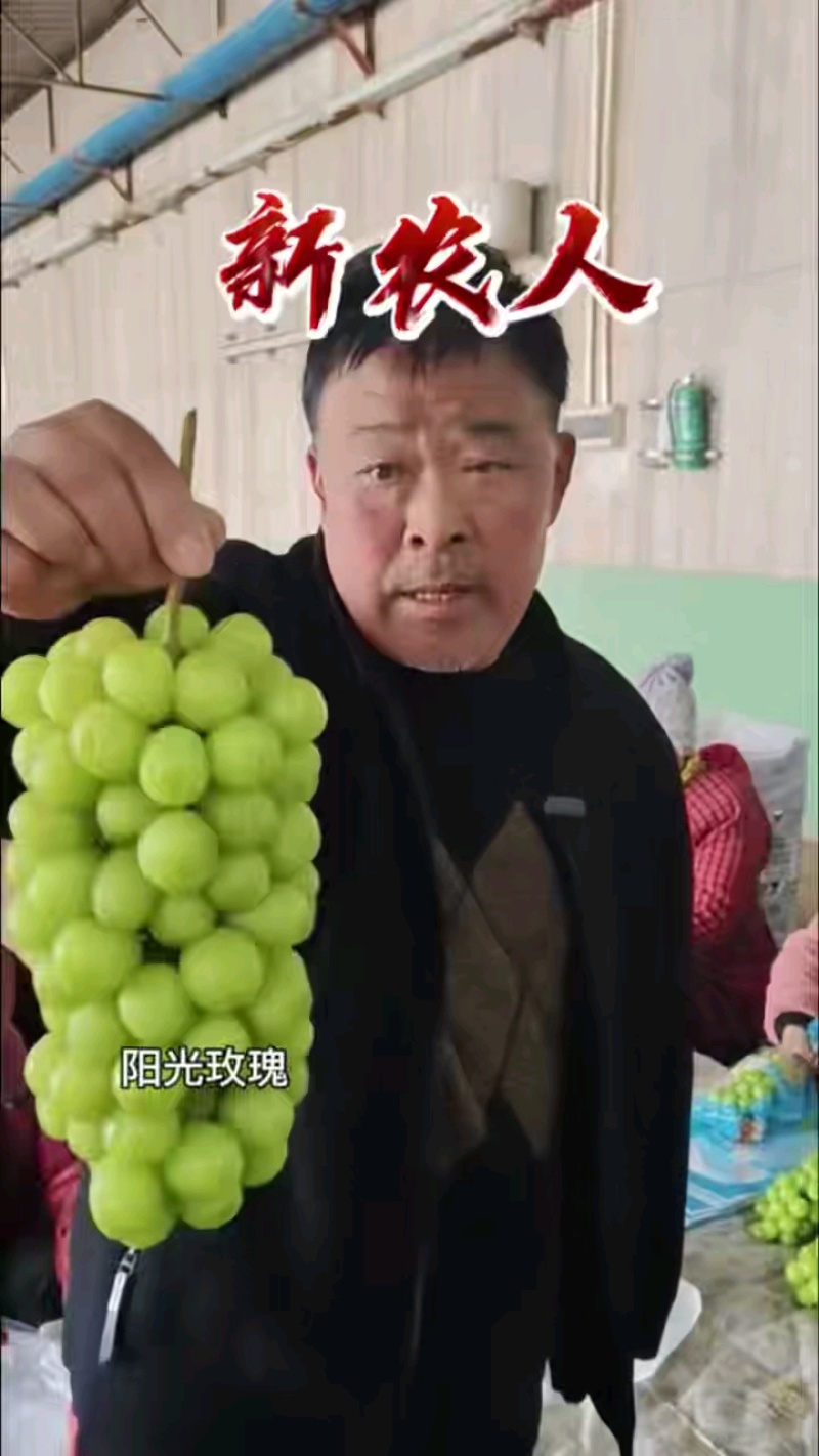 精品阳光玫瑰一手货源全国发货量大价优欢迎随时联系