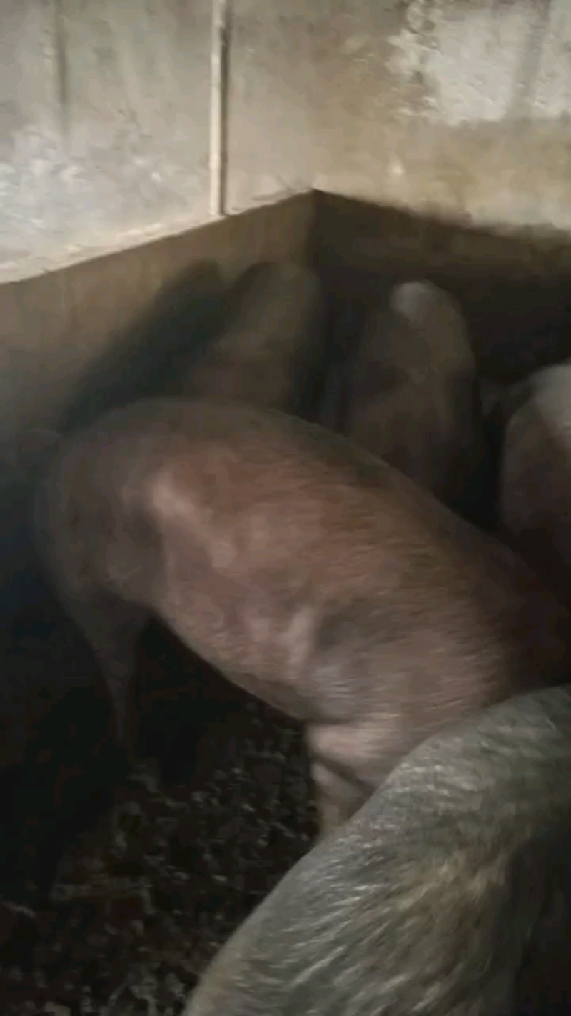 新货上市：活猪