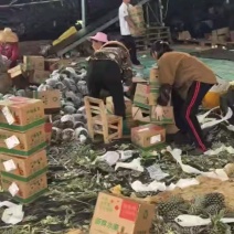 徐闻精品香水菠萝，产地直销质量保证一手货源全国发货