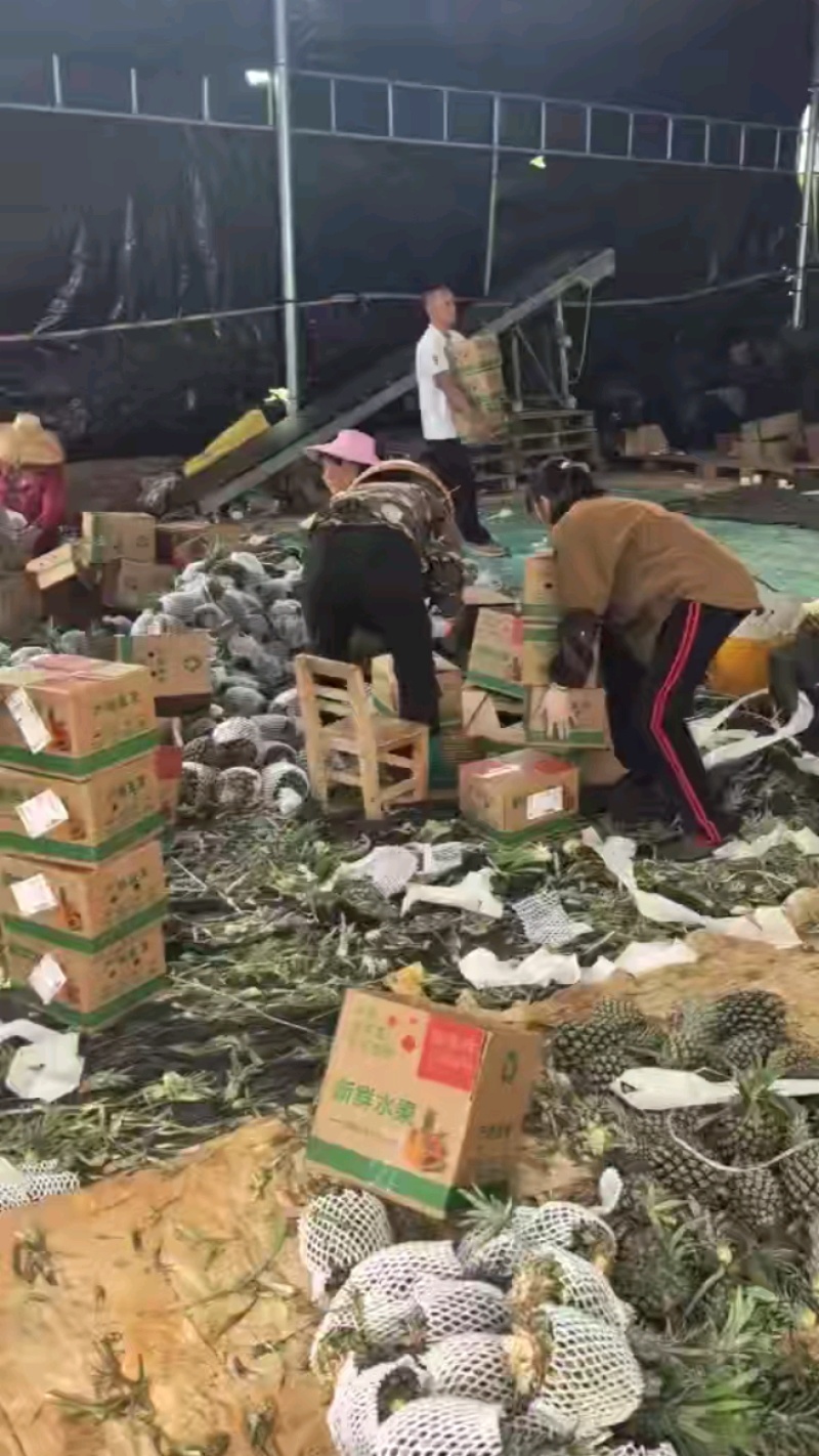 徐闻精品香水菠萝，产地直销质量保证一手货源全国发货