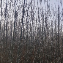 3年杨树苗，无絮，现挖现卖，无中介，自家农场种植，量大从优，